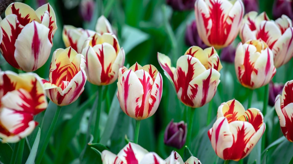 Hari Raya Puasa Tulipmania